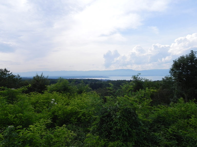view