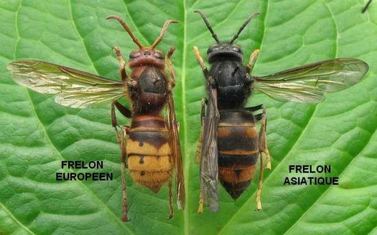 Frelons europeen et asiatique imagelarge