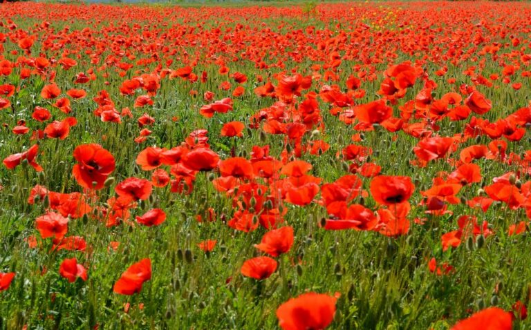 Champ de Coquelicot